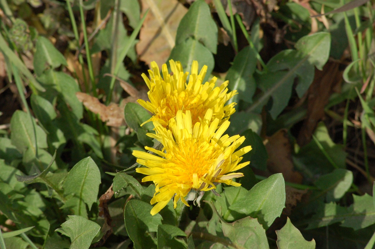 yellow flower  dandelion  flower free photo