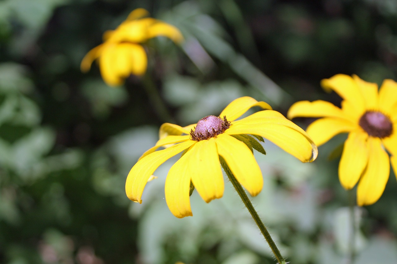 yellow flower  flower  black-eyed susan free photo