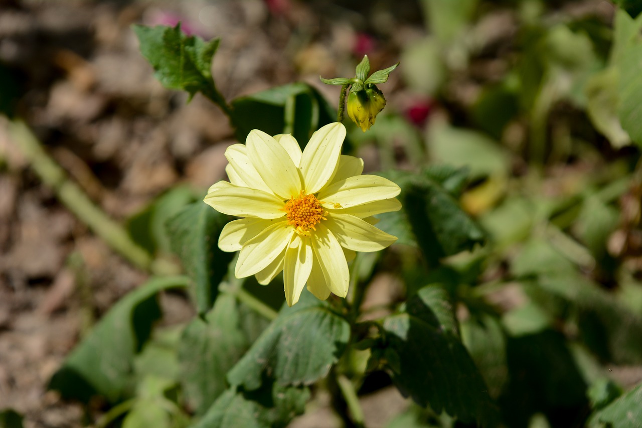 yellow flower  flowers  flora free photo