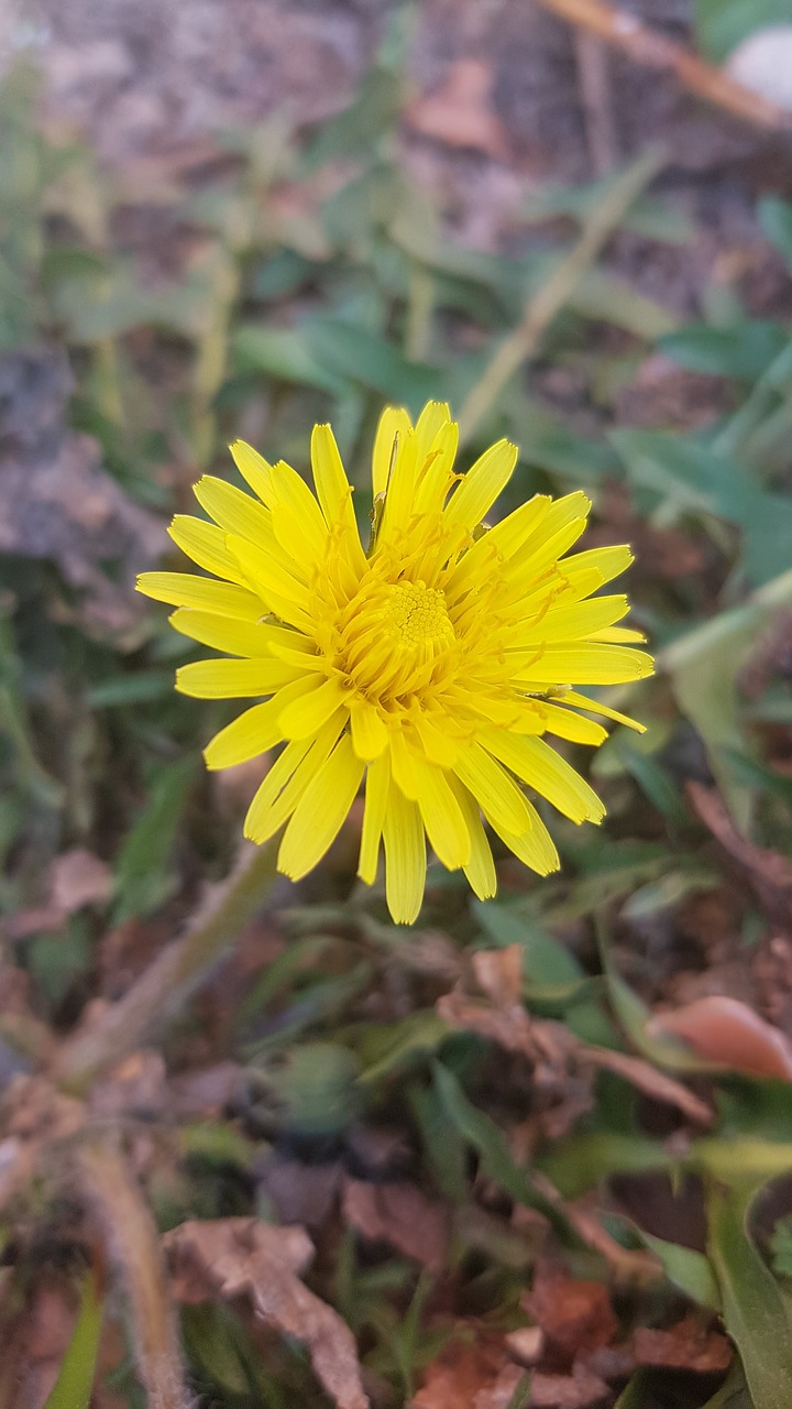 yellow flower  flower  summer flower free photo