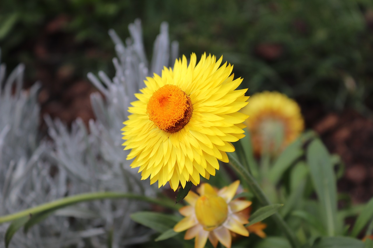 yellow flower  detail  macro free photo