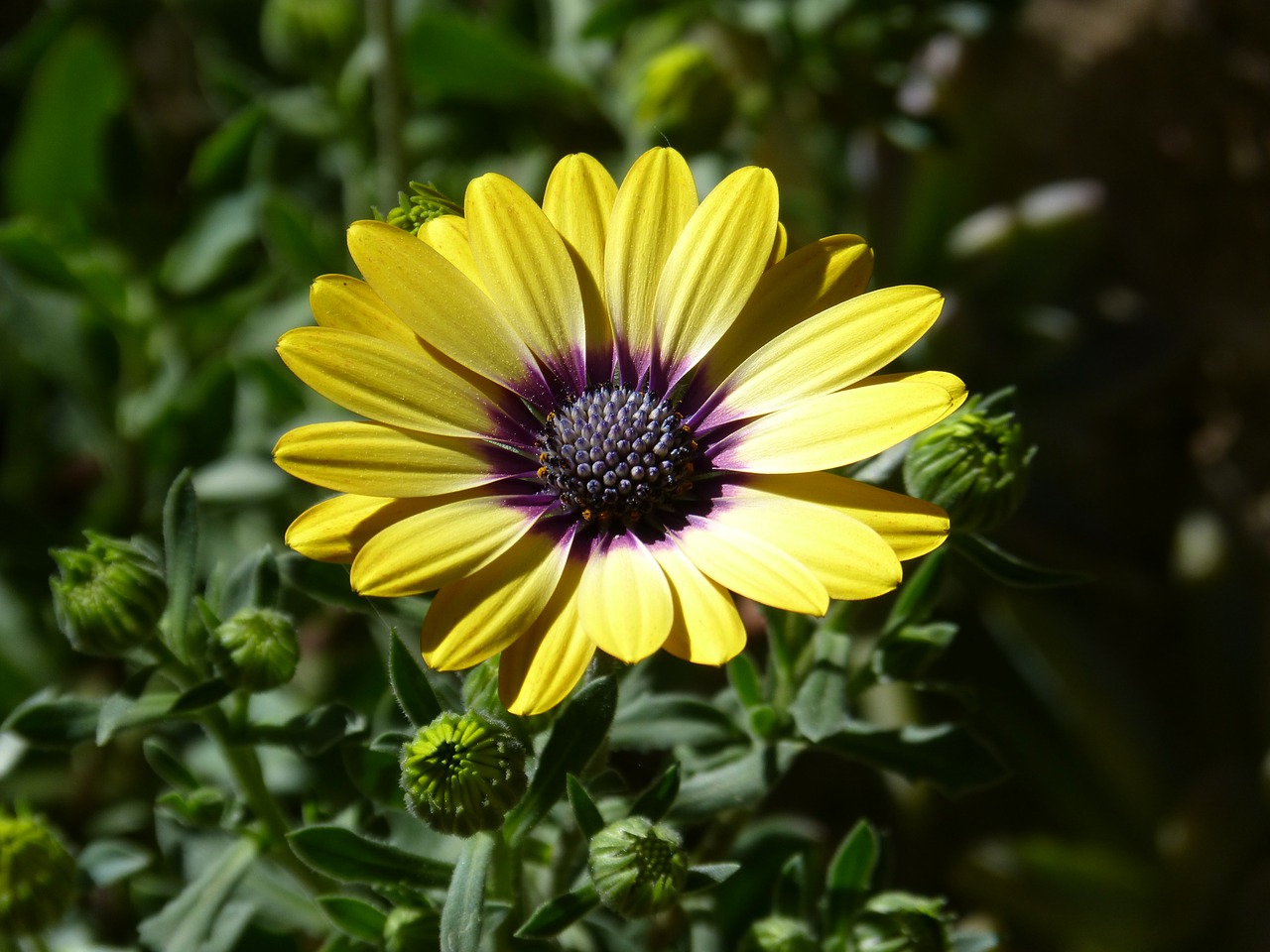 yellow flower  flower  petals free photo