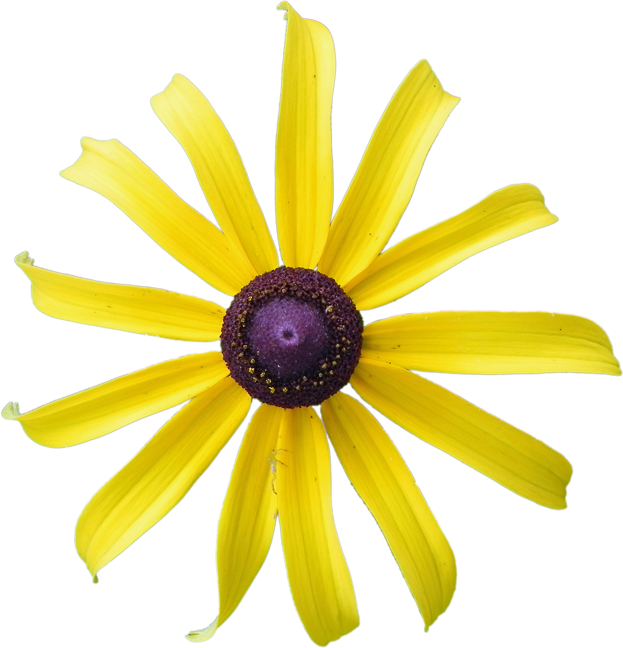 yellow flower  rudbeckia  flower free photo