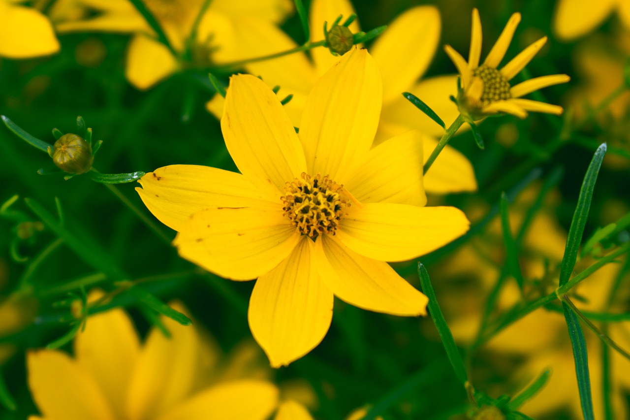 yellow flower  bloom petals  yellow free photo