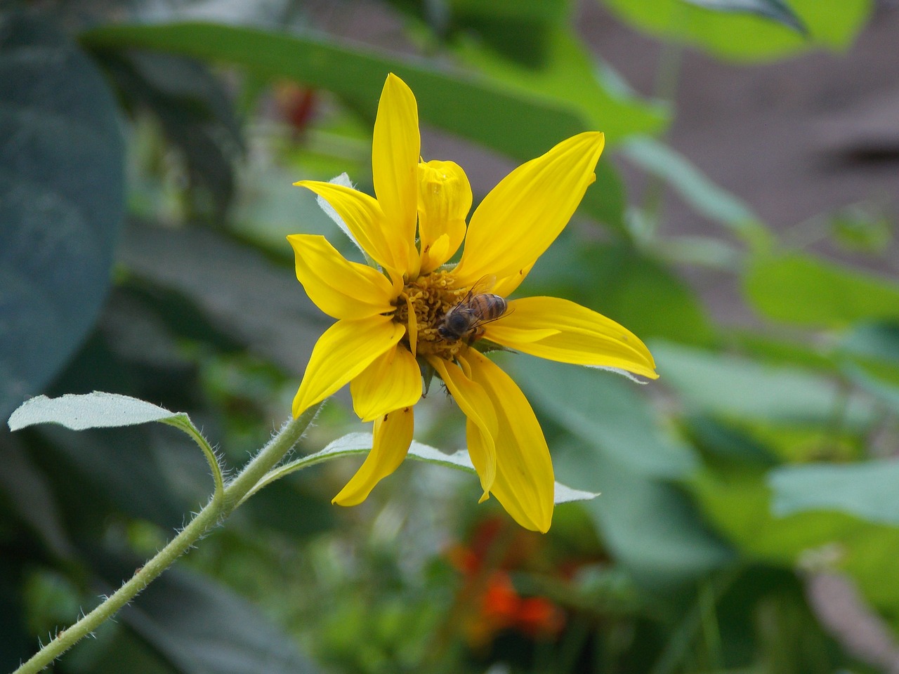 yellow flower petals nature free photo