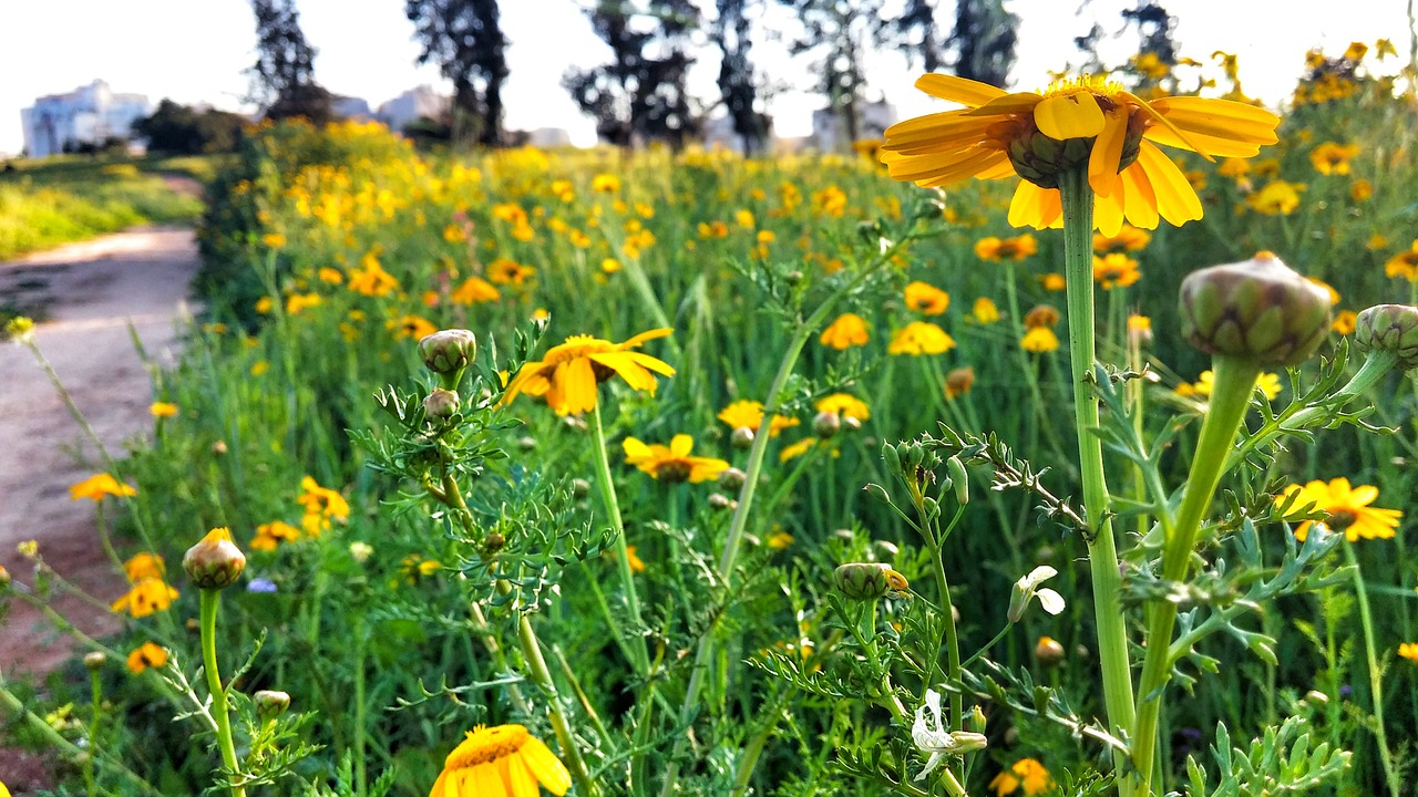 yellow flower israel field free photo