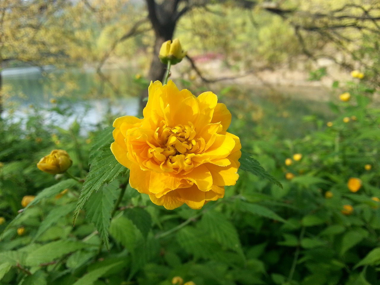 yellow flower yellow flowers free photo