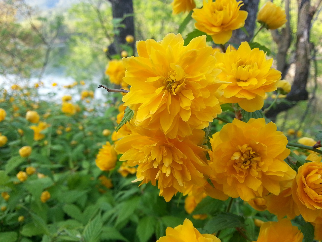 yellow flower yellow flowers free photo