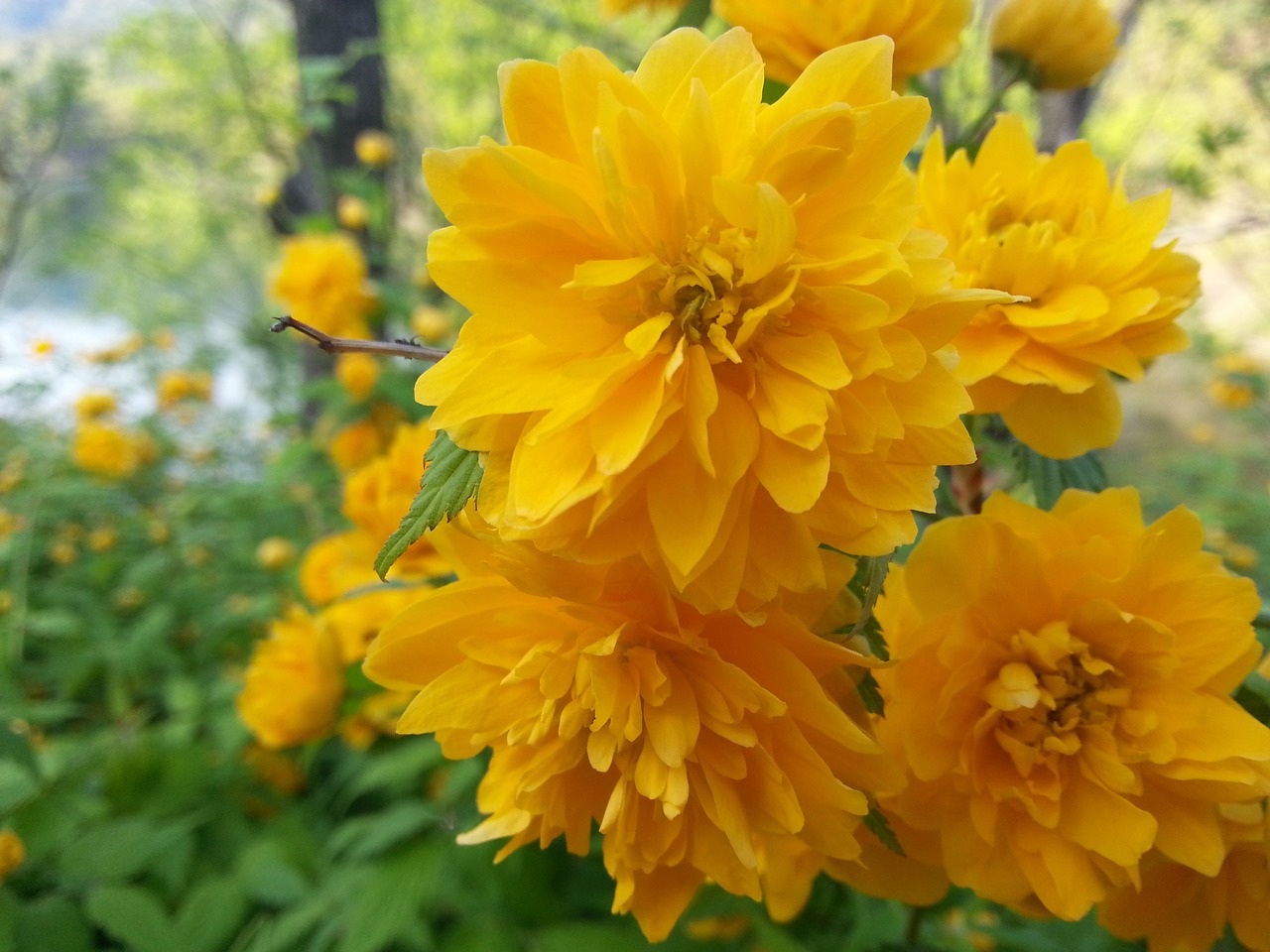 yellow flower yellow flowers free photo