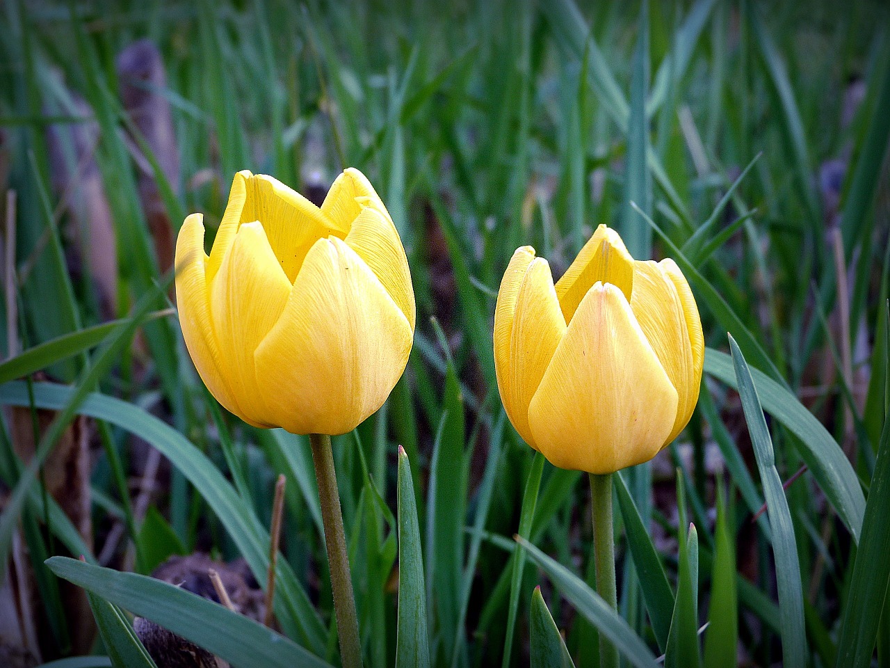 yellow flower yellow tulip tulip free photo