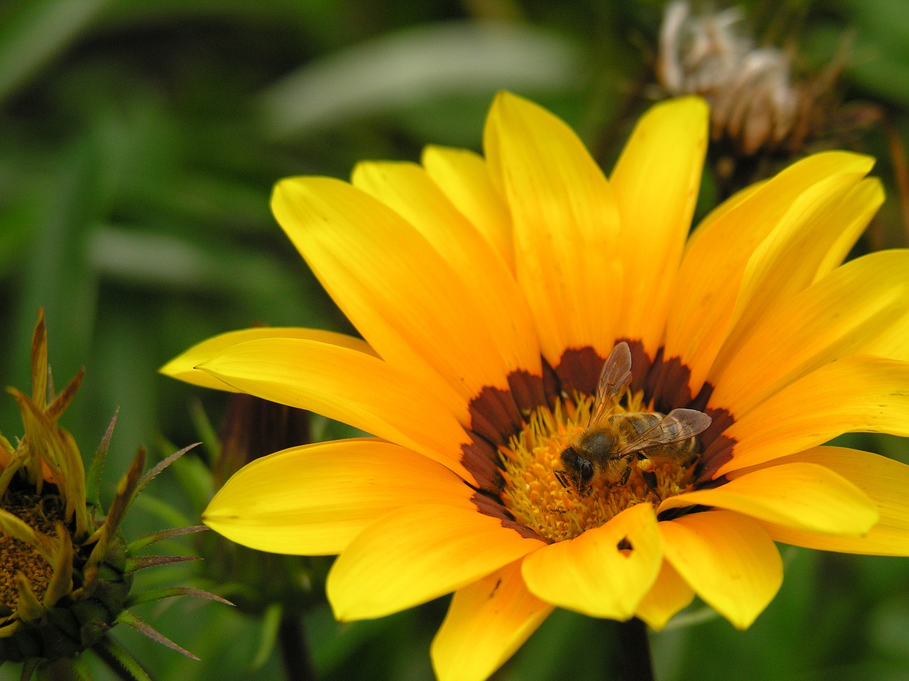 yellow flower bee pollination free photo