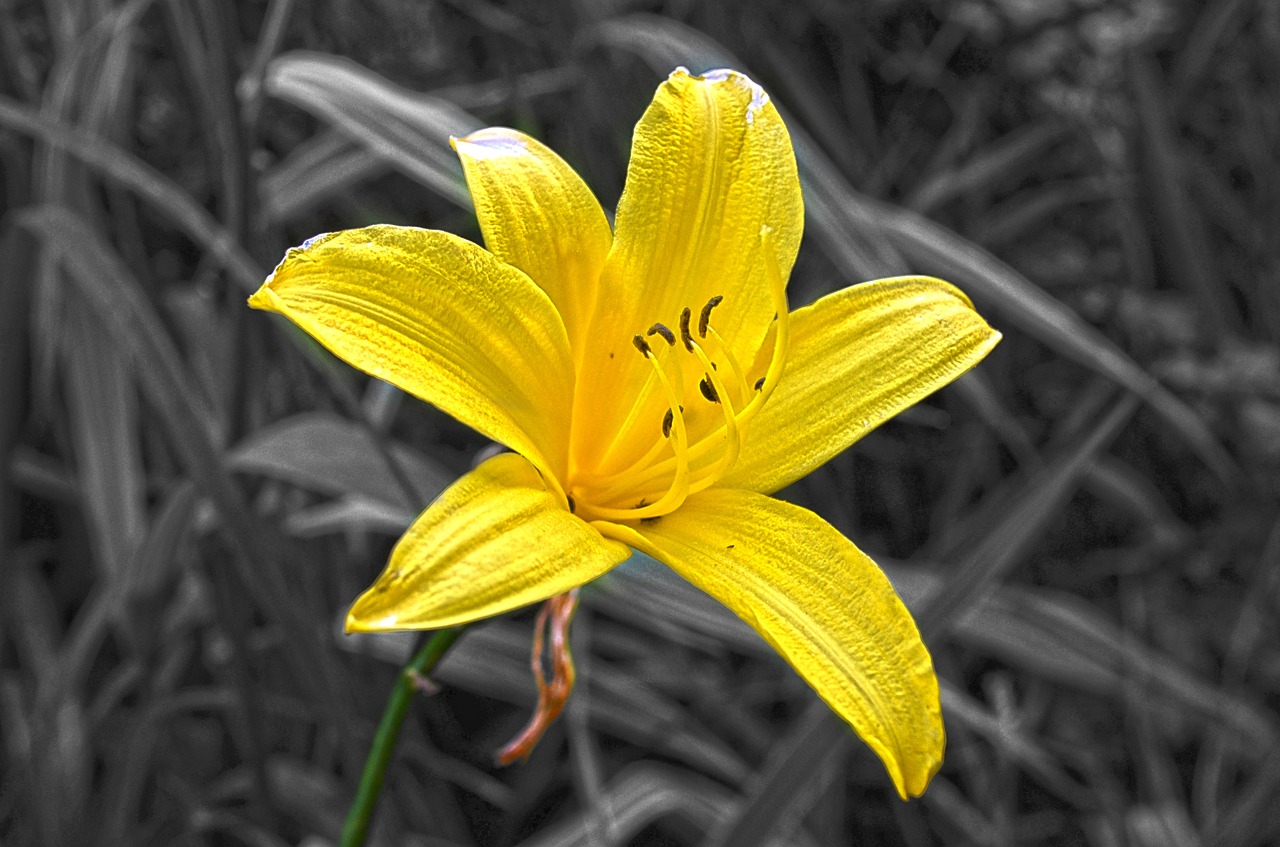 yellow flower nature flower free photo