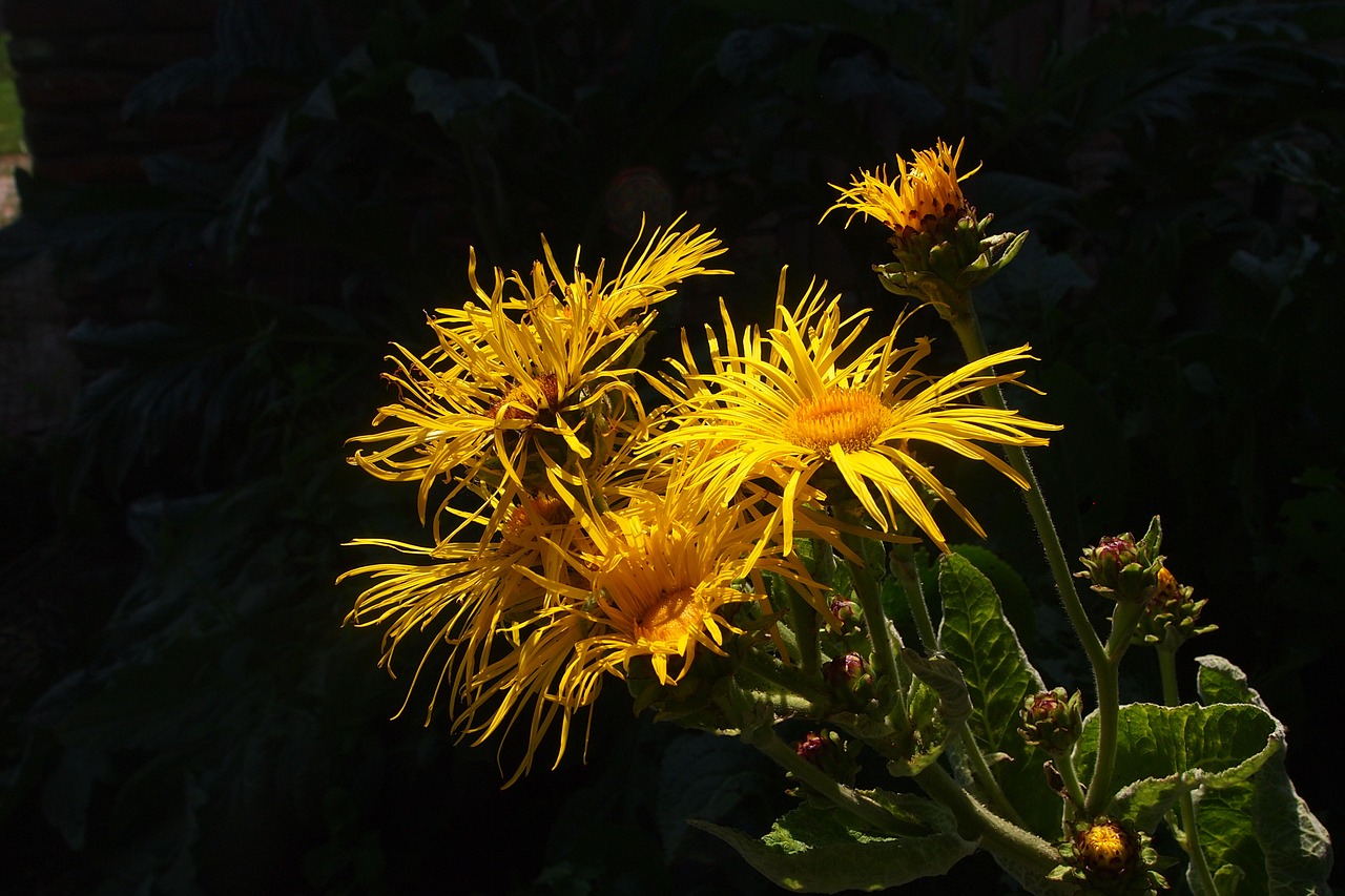 yellow flower flourish petals free photo