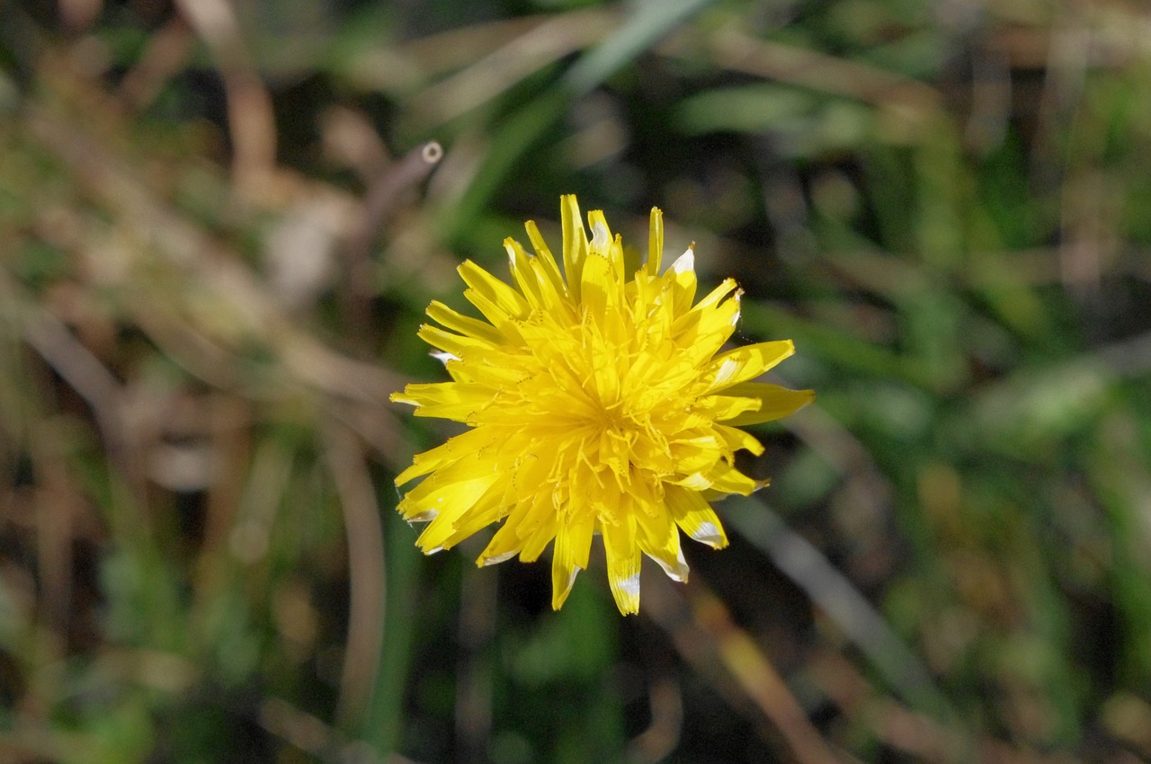 yellow flower mountain flowers floret free photo