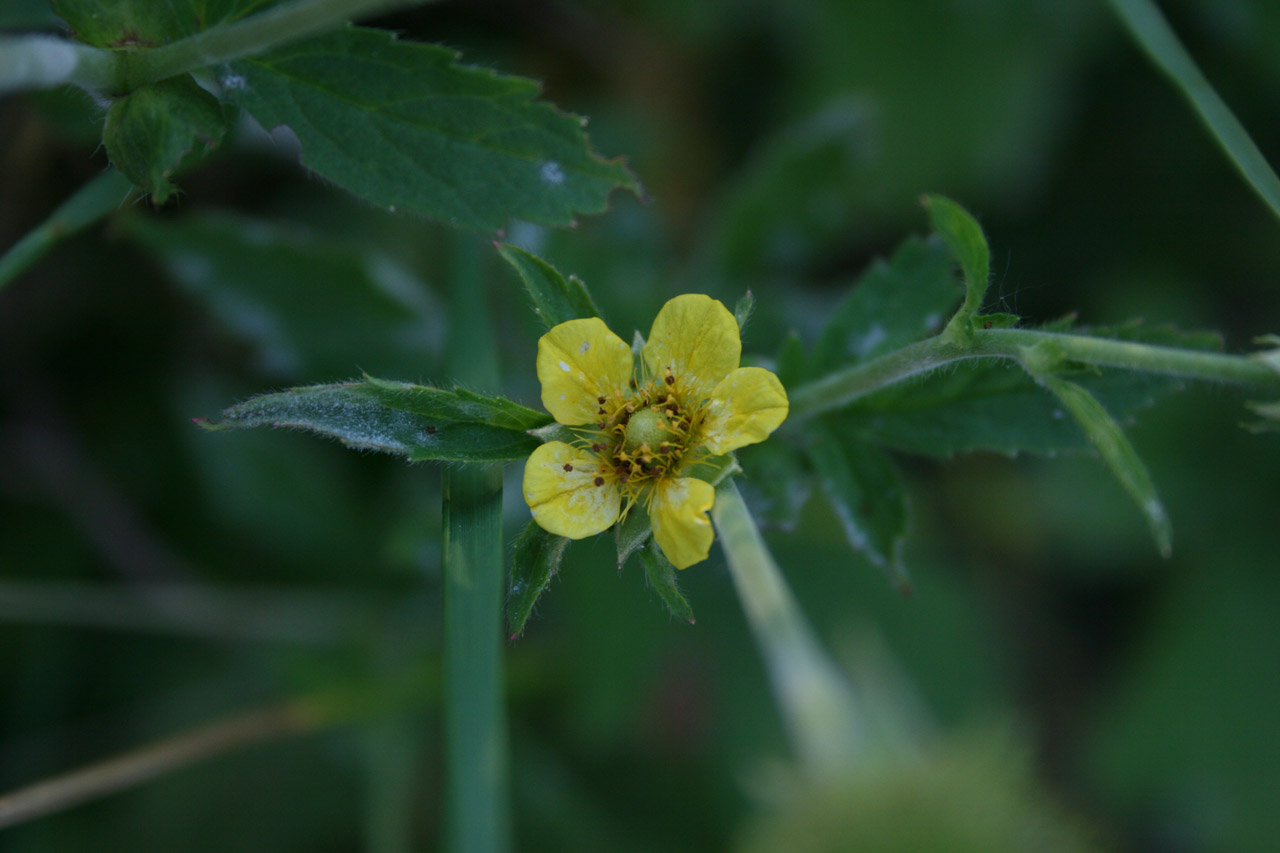 fieldflower yellow flower free photo