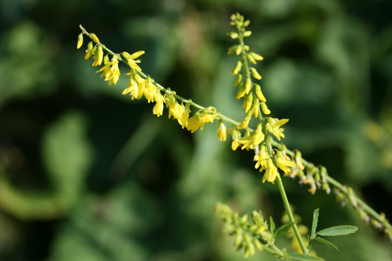 flower yellow yellow flower free photo