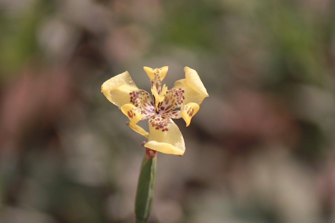 yellow flower nature blur free photo