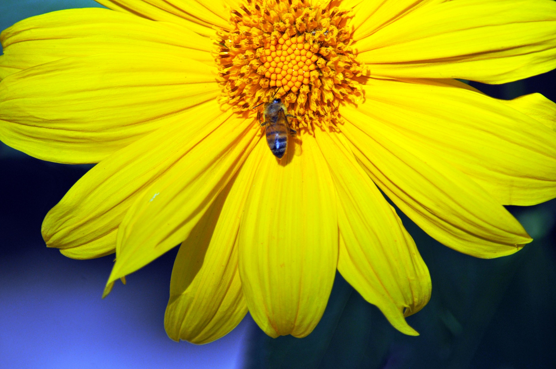 flower flowers yellow free photo