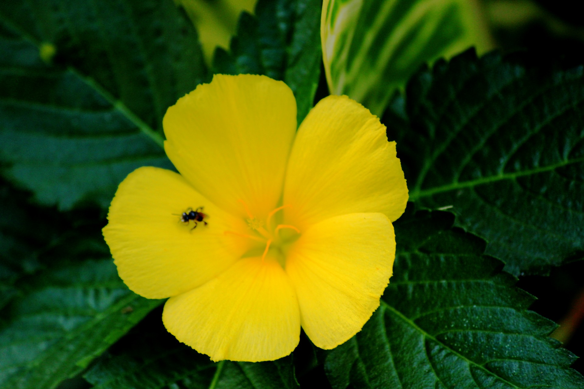 yellow flower yellow flower and bee bee free photo