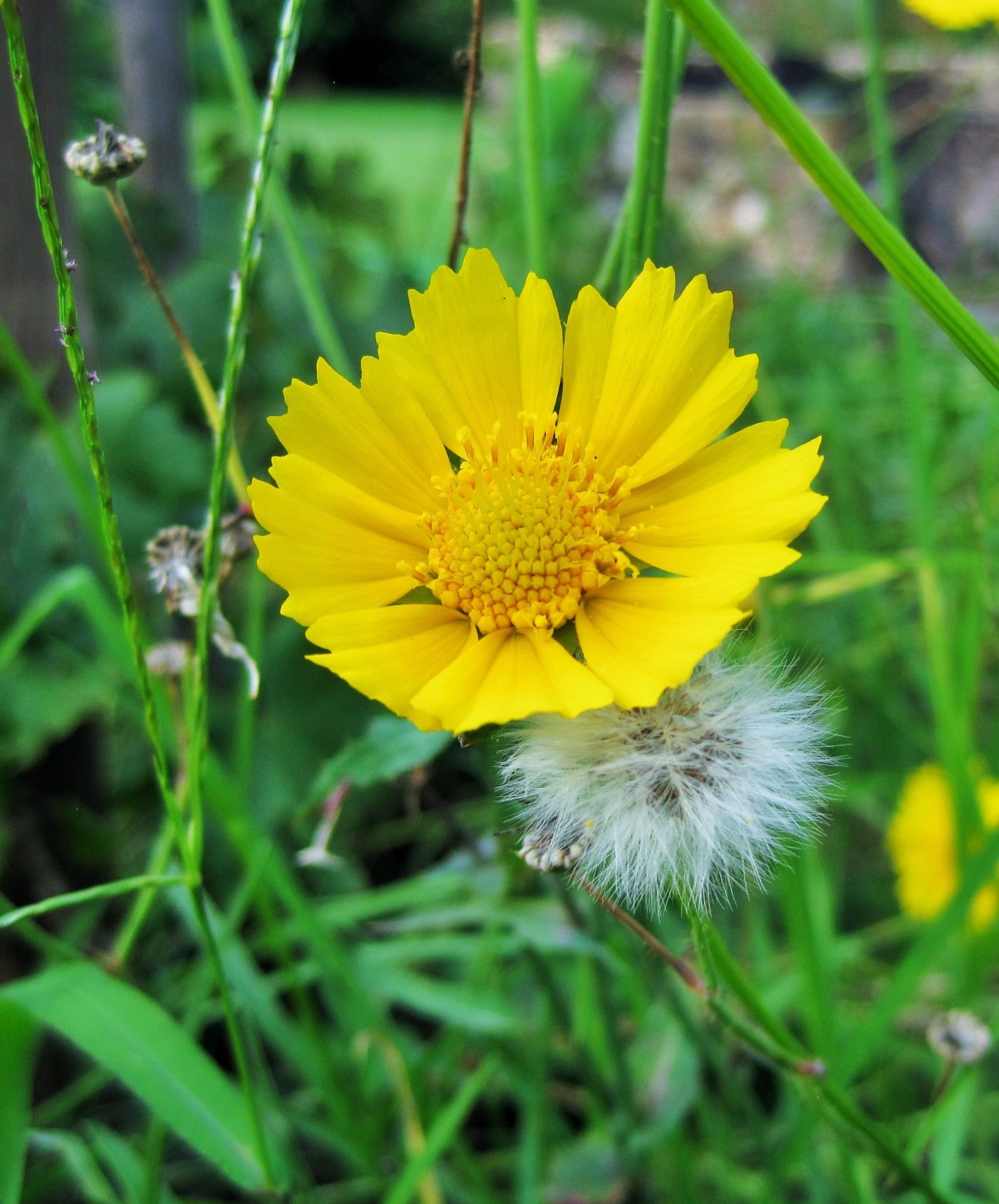 flower daisy yellow free photo