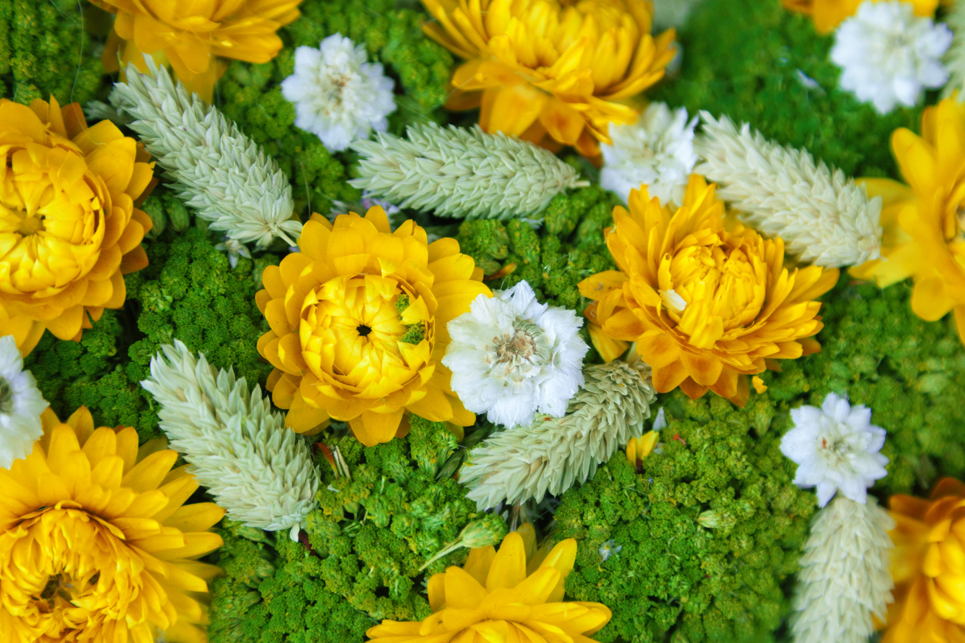 arrangement background yellow free photo