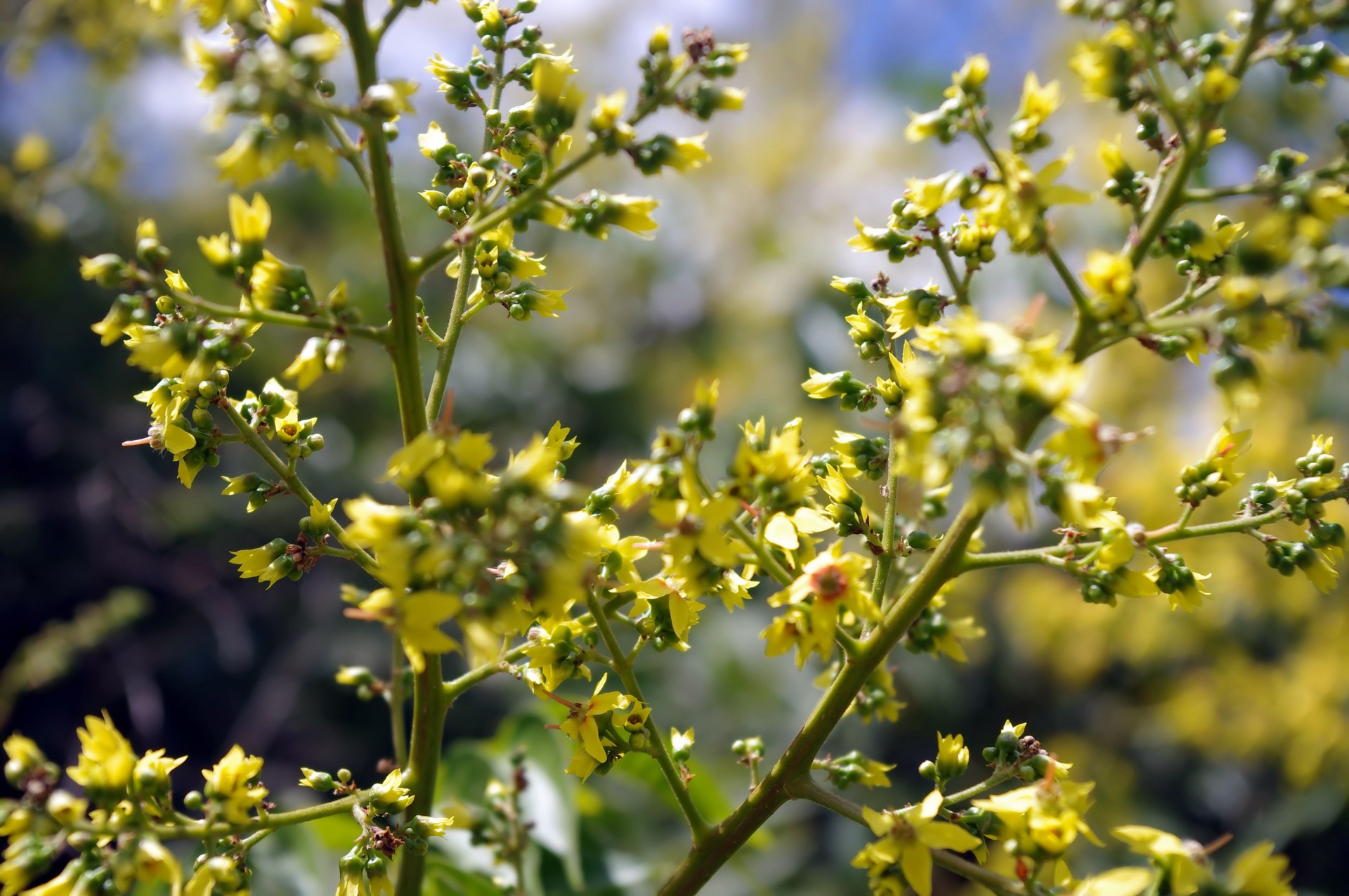 yellow flower background free photo