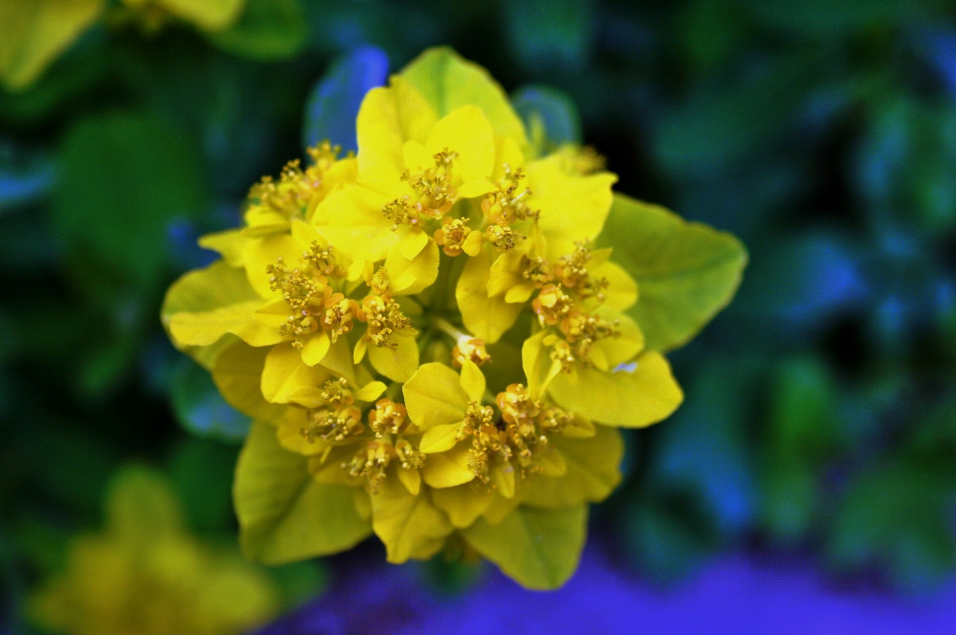 flower florets yellow free photo