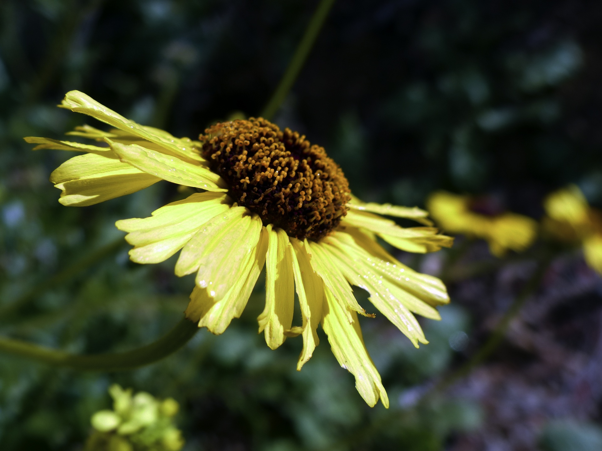 flower yellow petals free photo