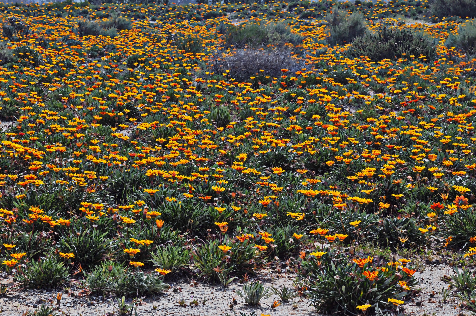 flowers flower field free photo