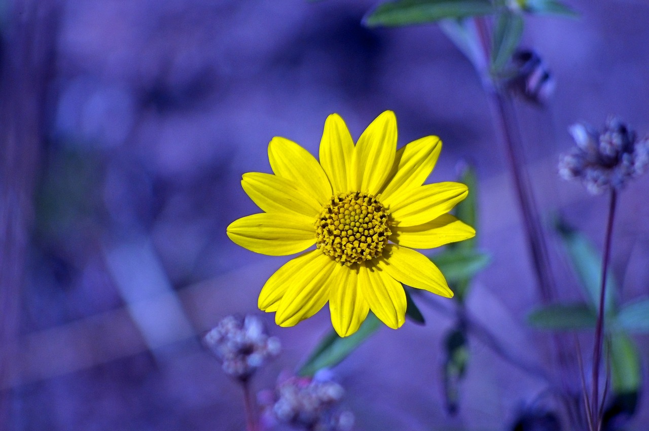 yellow flower from string lake  nature  flower free photo