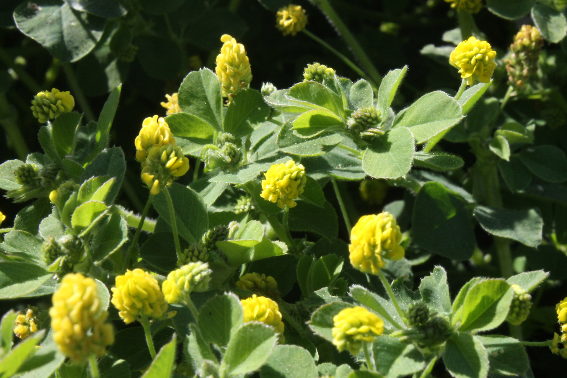 yellow flower clover free photo