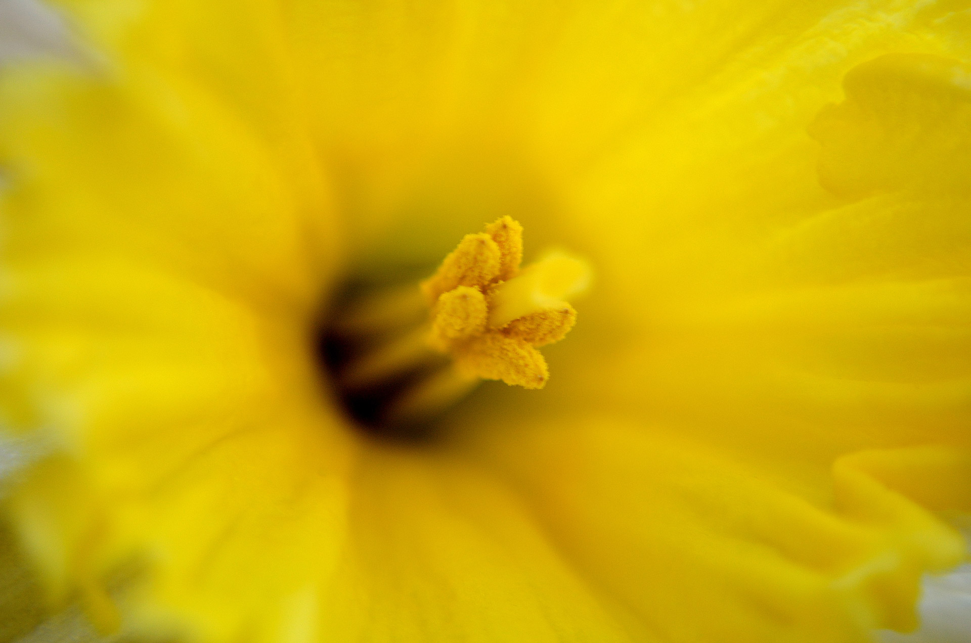 flower macro yellow free photo