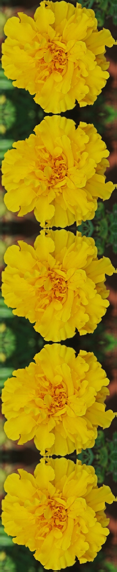 flower yellow repeat free photo