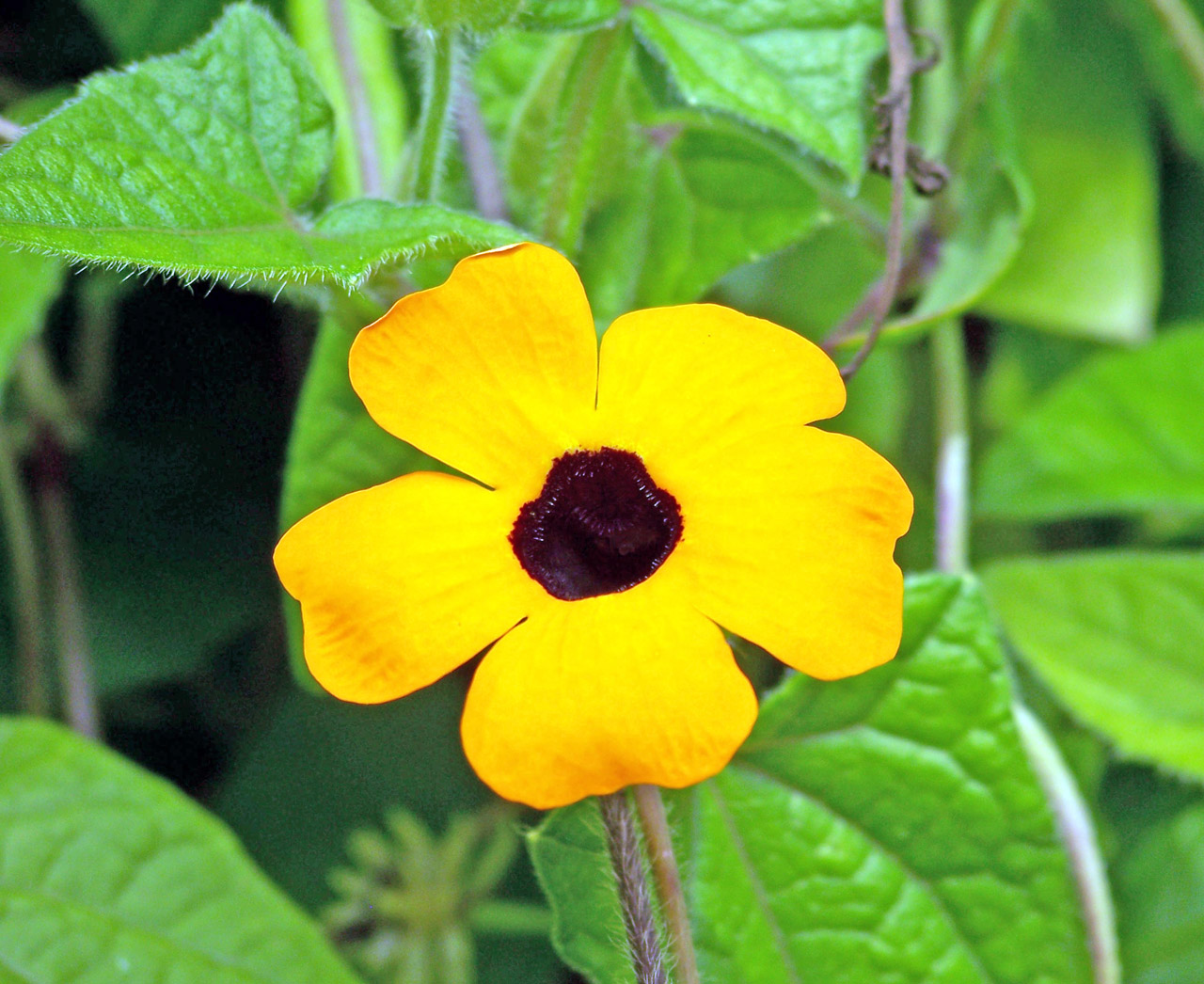 yellow flower yellow flower free photo