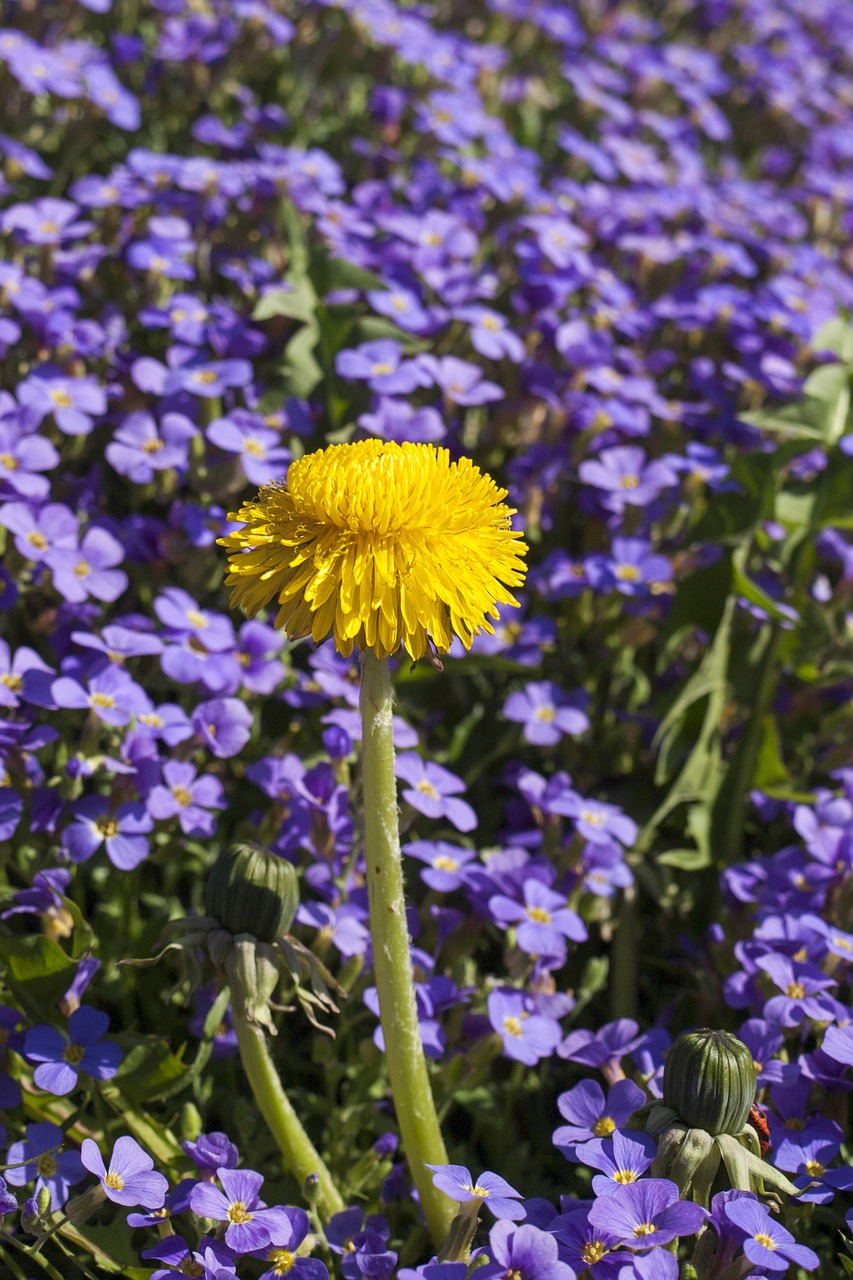 yellow flowered leaf dandelion purple flowers free photo