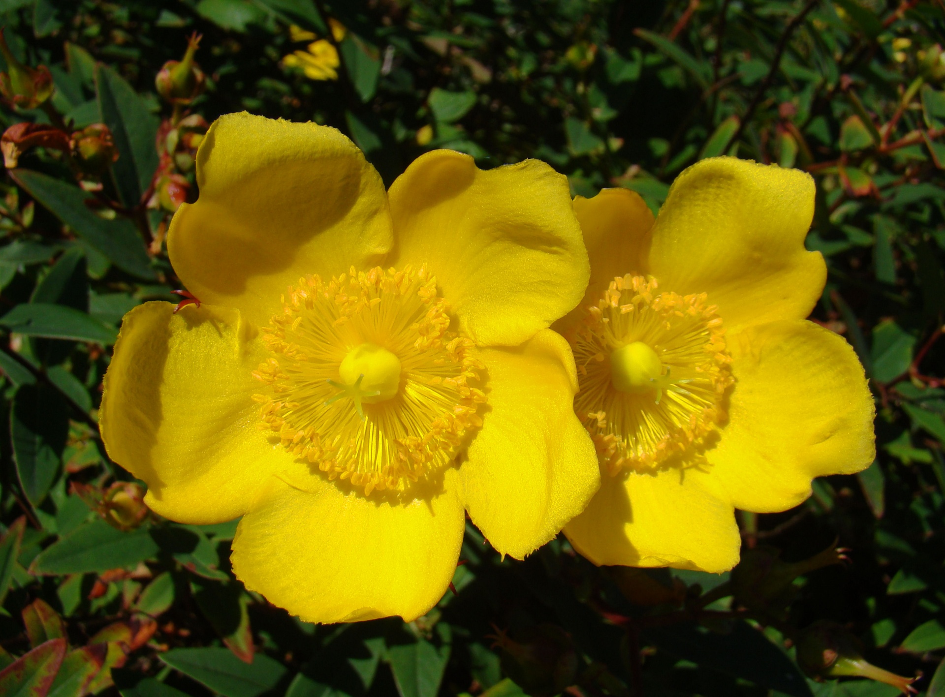 yellow flower ireland free photo