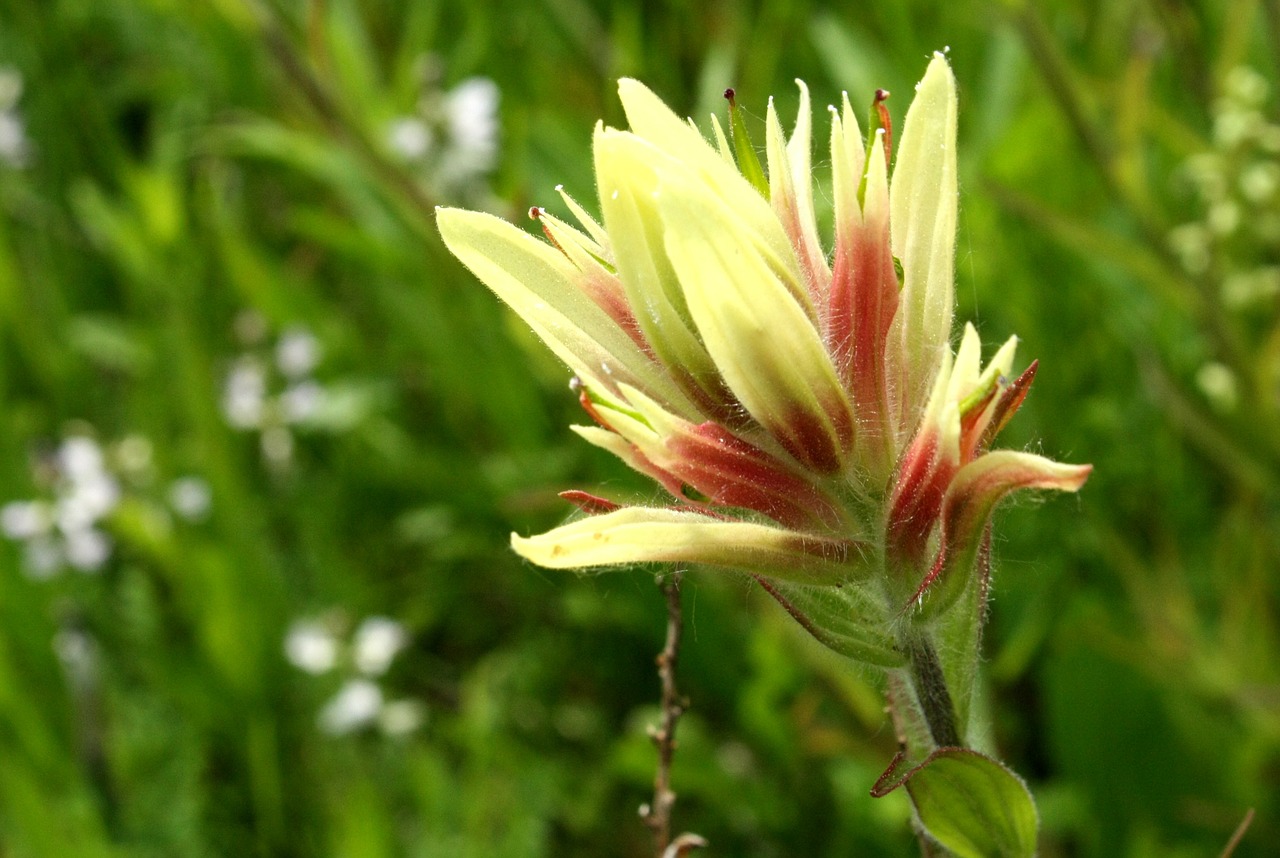 yellow flowers wyoming summer free photo