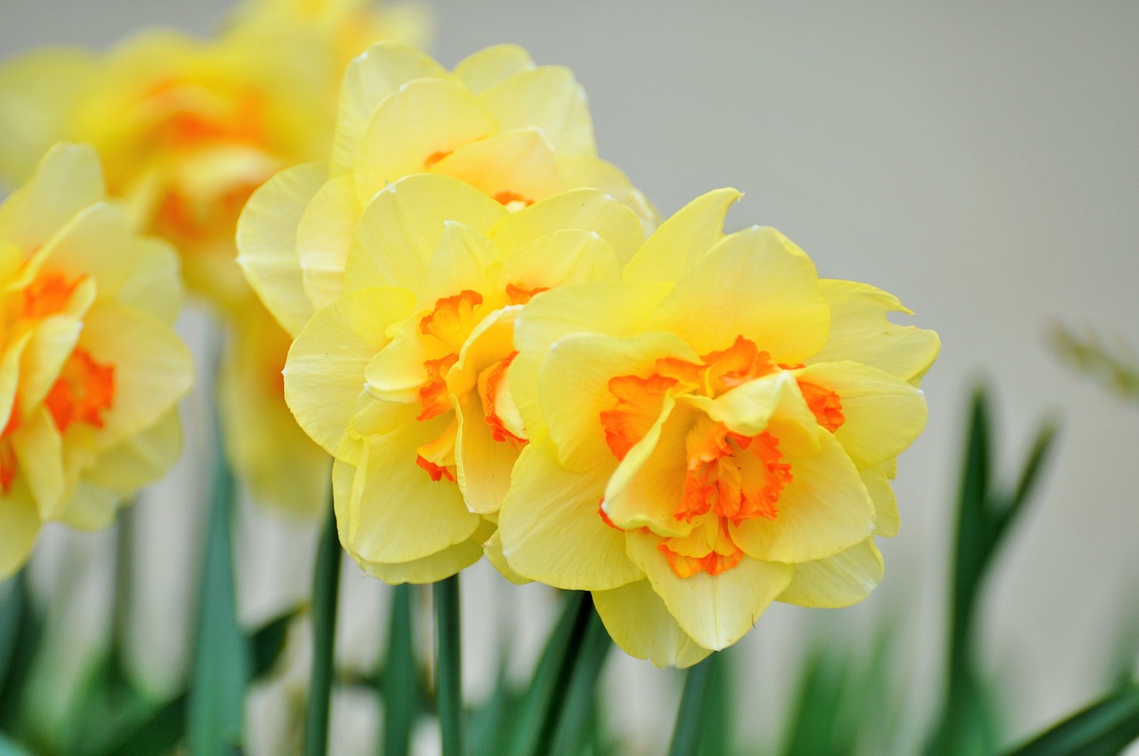 yellow flowers country fleurs des champs free photo