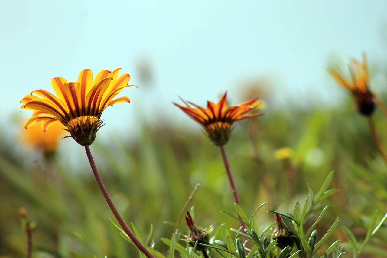 yellow flowers garden grass free photo