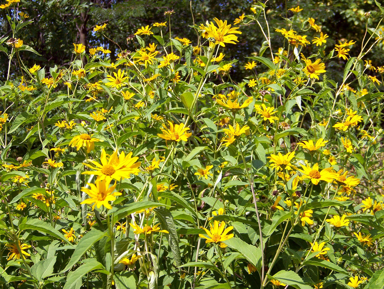 flowers yellow yellow flowers free photo