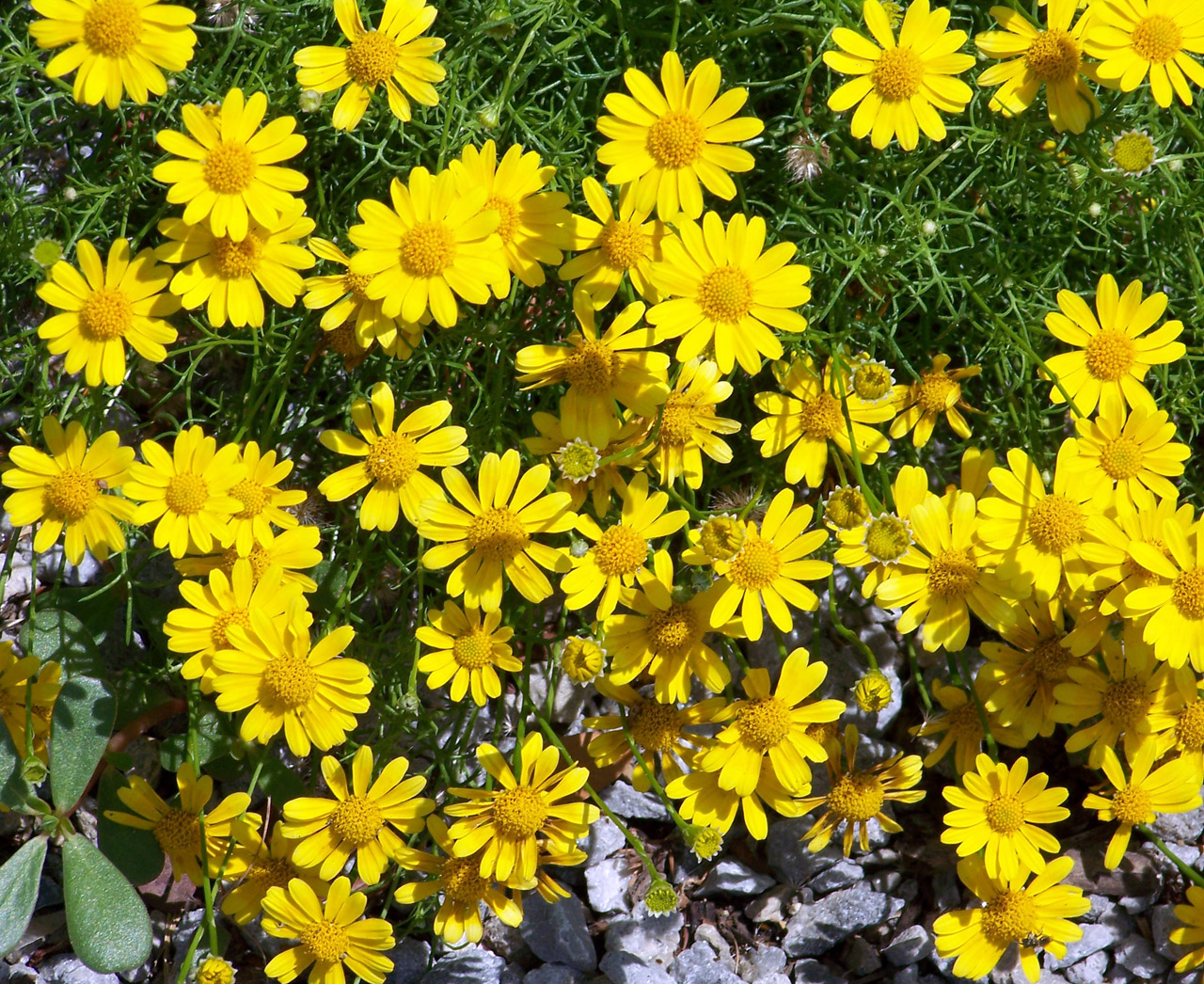 flowers yellow yellow flowers free photo