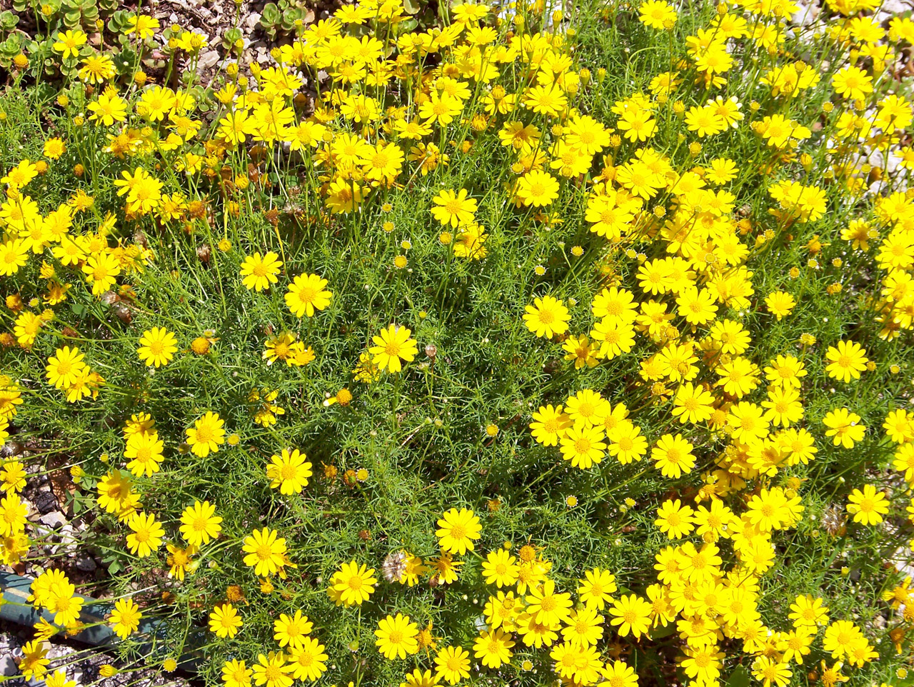 flowers yellow yellow flowers free photo