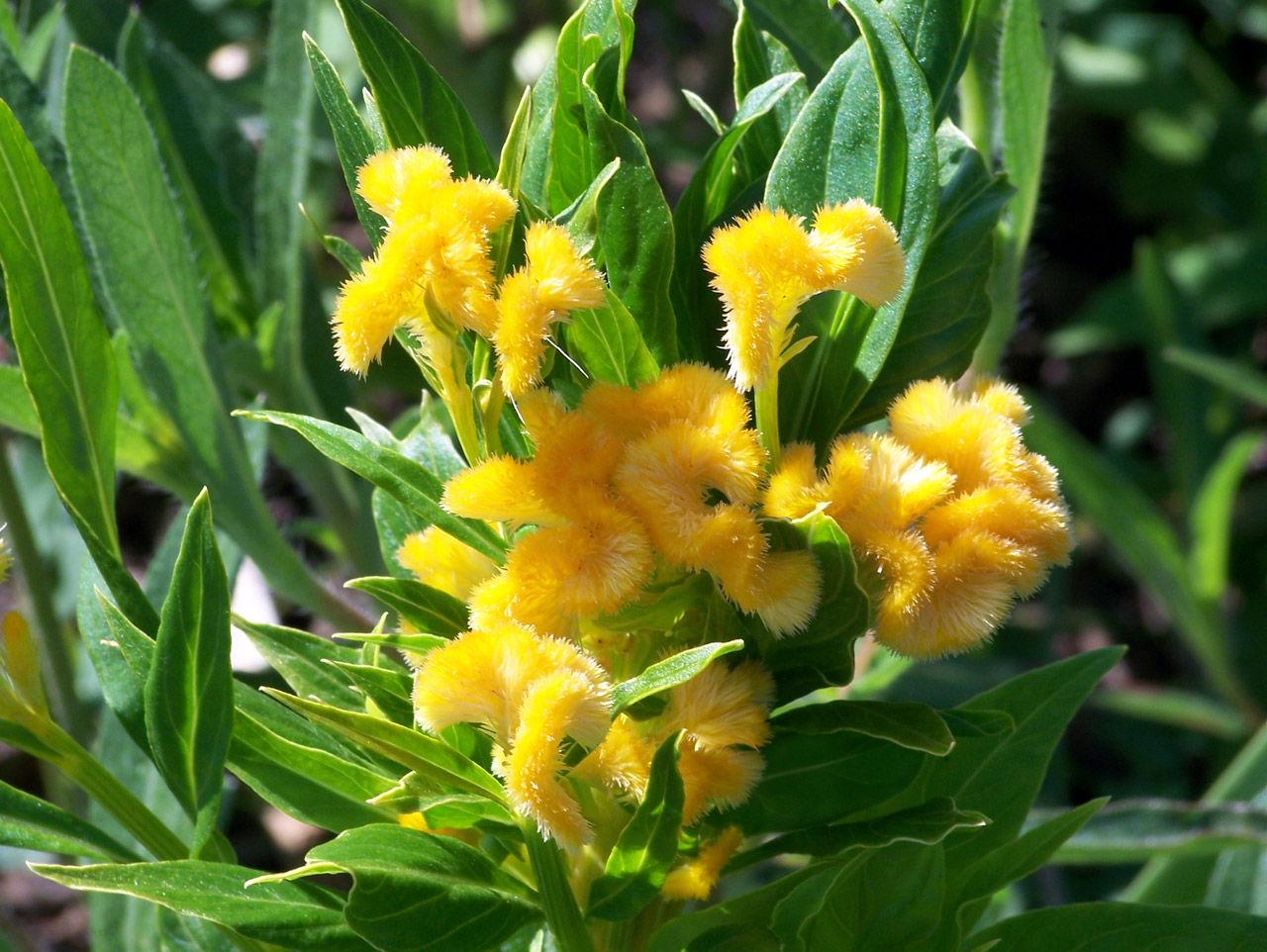 flowers yellow yellow flowers free photo