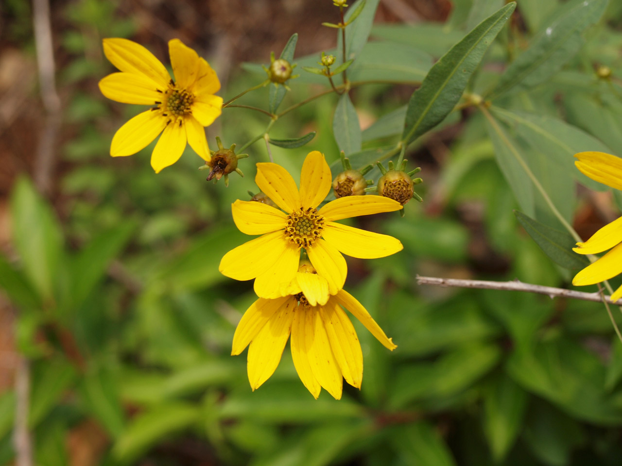 flowers summer gsmnp free photo