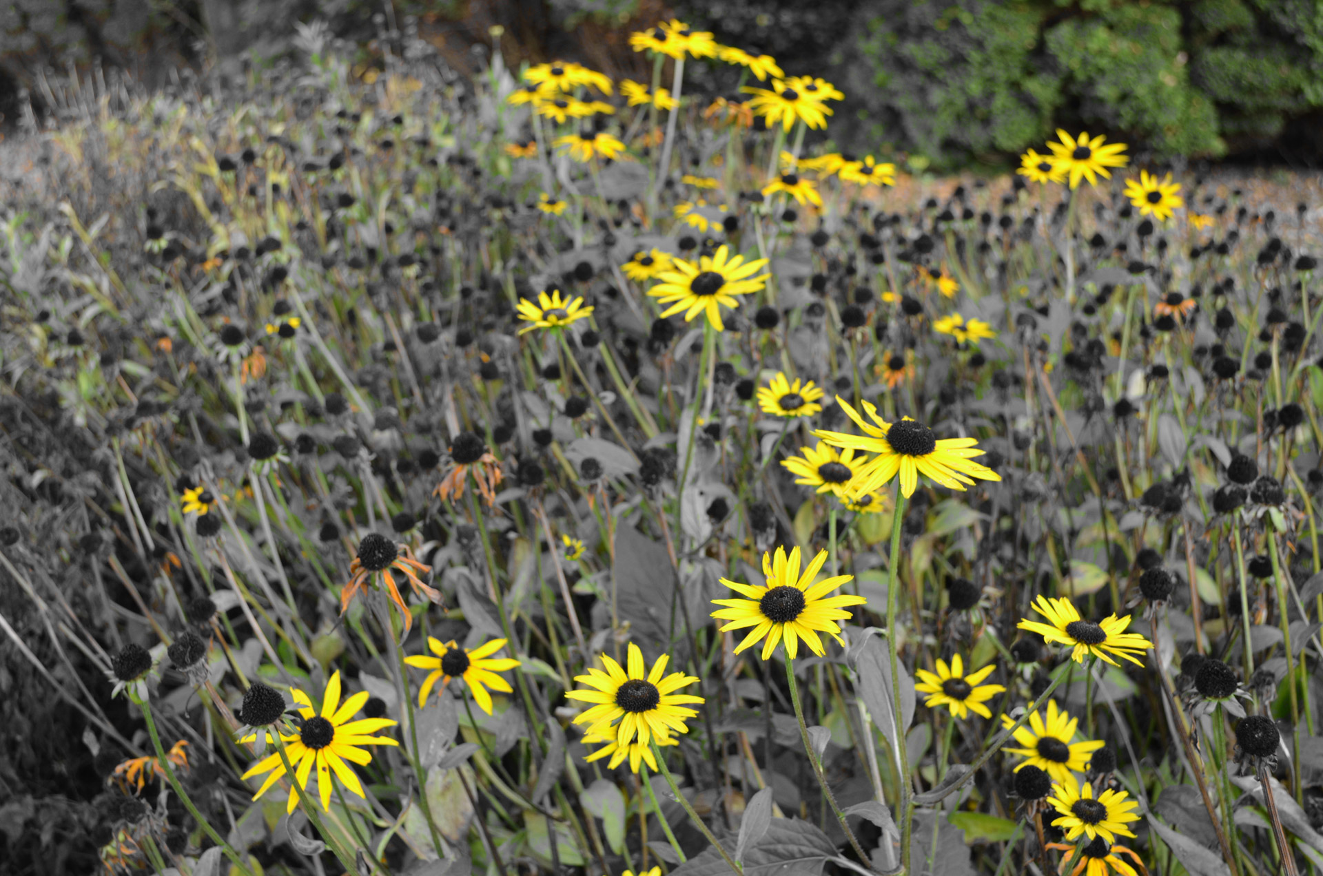 yellow flowers nature free photo