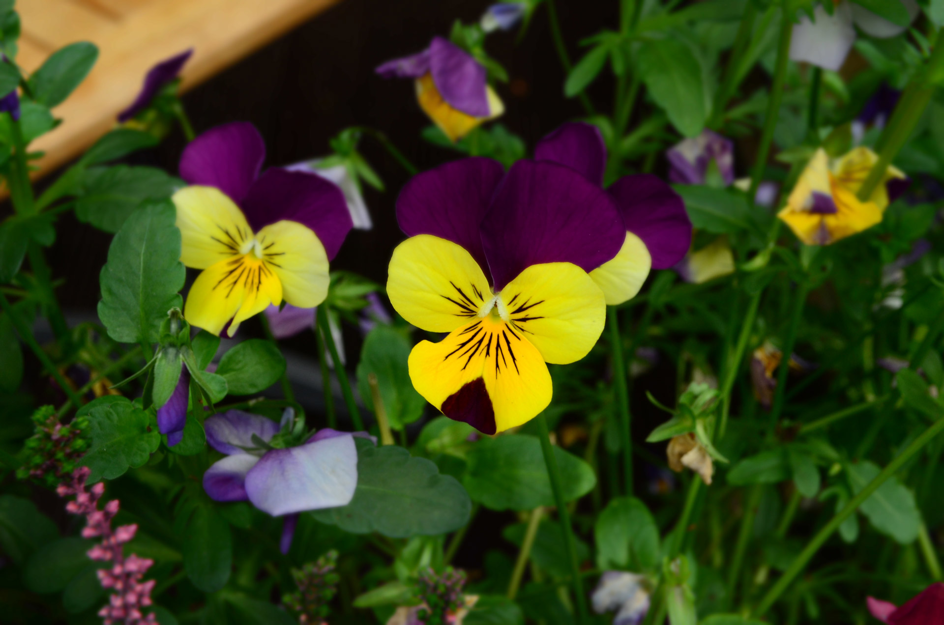 yellow flowers nature free photo