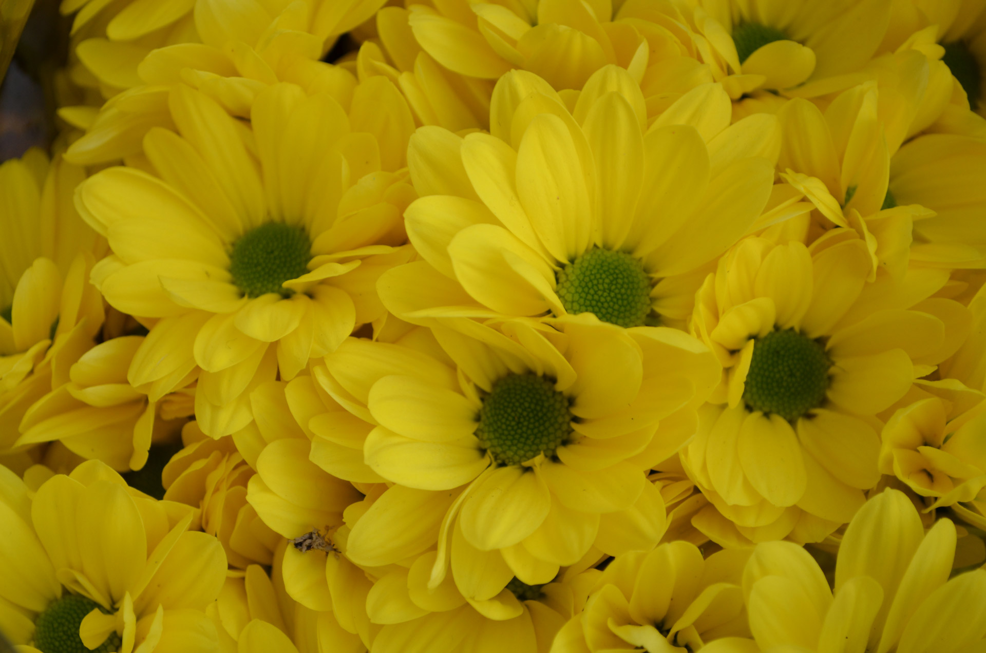 yellow flowers nature free photo