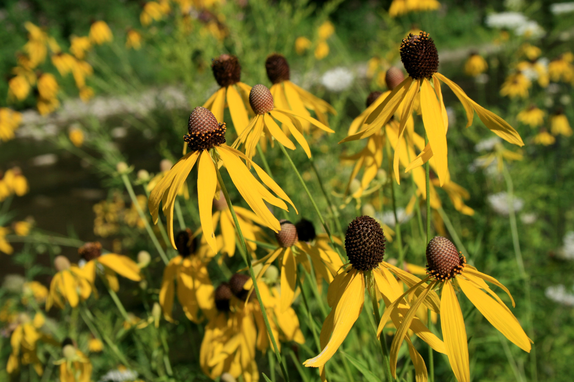 flowers yellow sun free photo