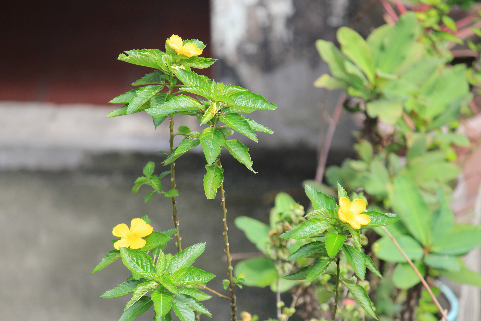 yellow flowers leaves free photo