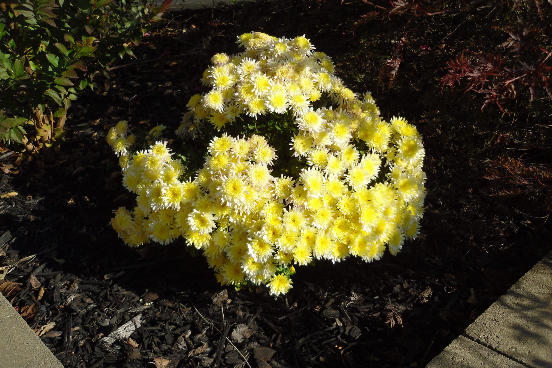 flowers flora yellow free photo